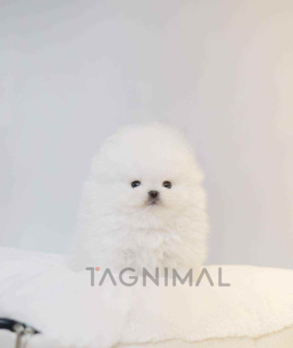 Pomeranian puppy for sale, dog for sale at Tagnimal