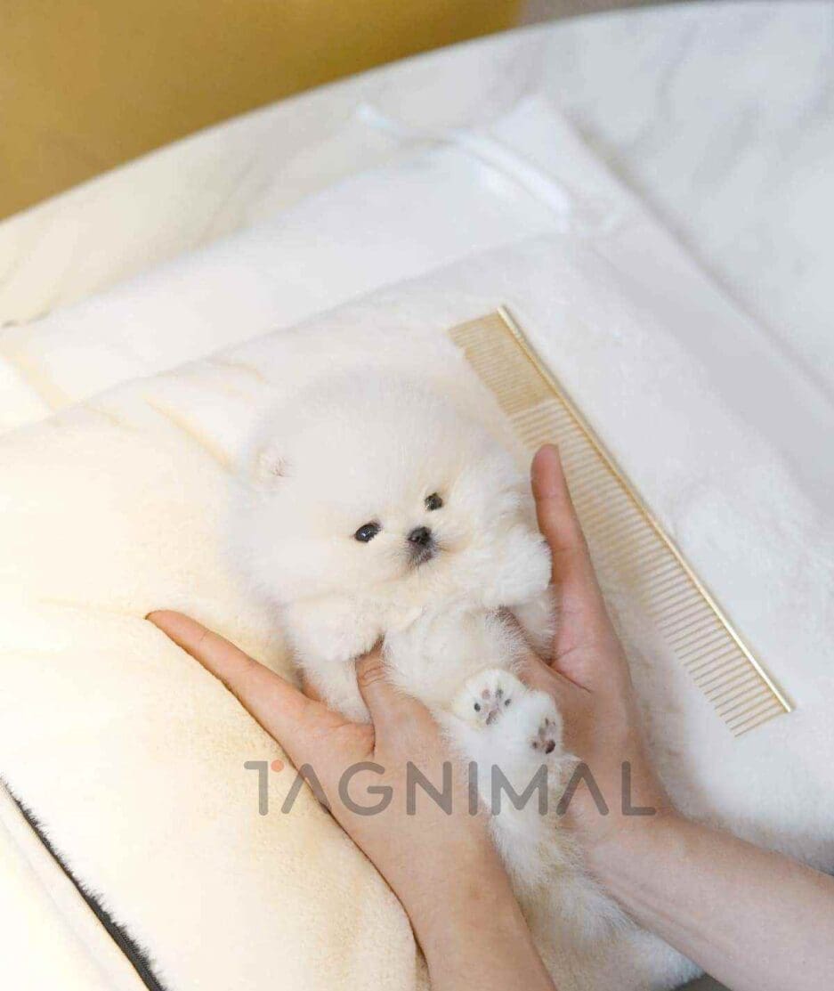 Pomeranian puppy for sale, dog for sale at Tagnimal