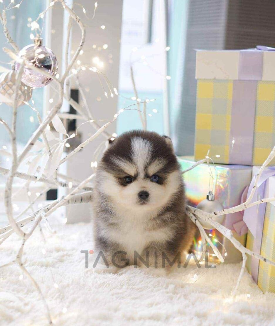 Pomsky puppy for sale, dog for sale at Tagnimal