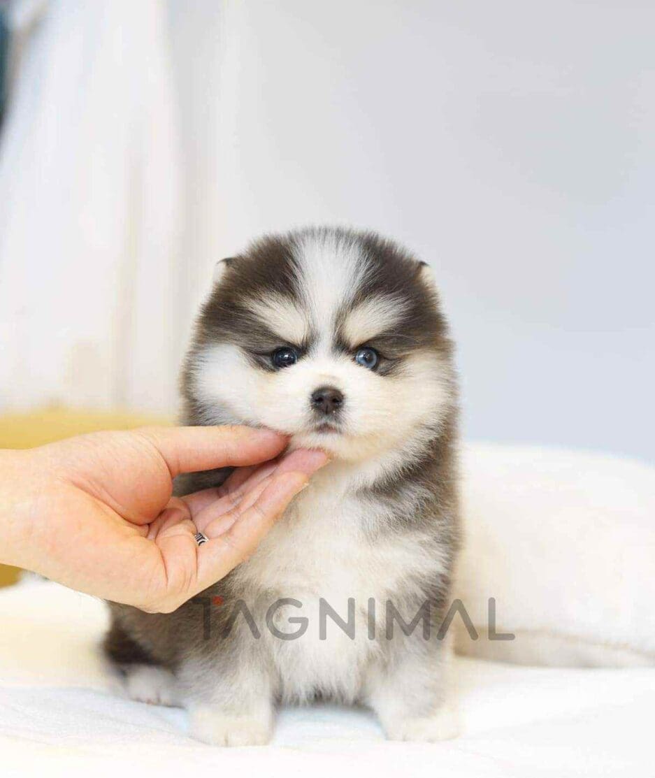 Pomsky puppy for sale, dog for sale at Tagnimal