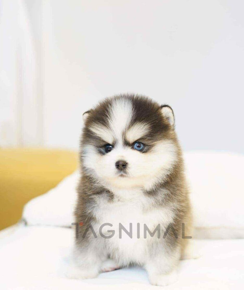 Pomsky puppy for sale, dog for sale at Tagnimal