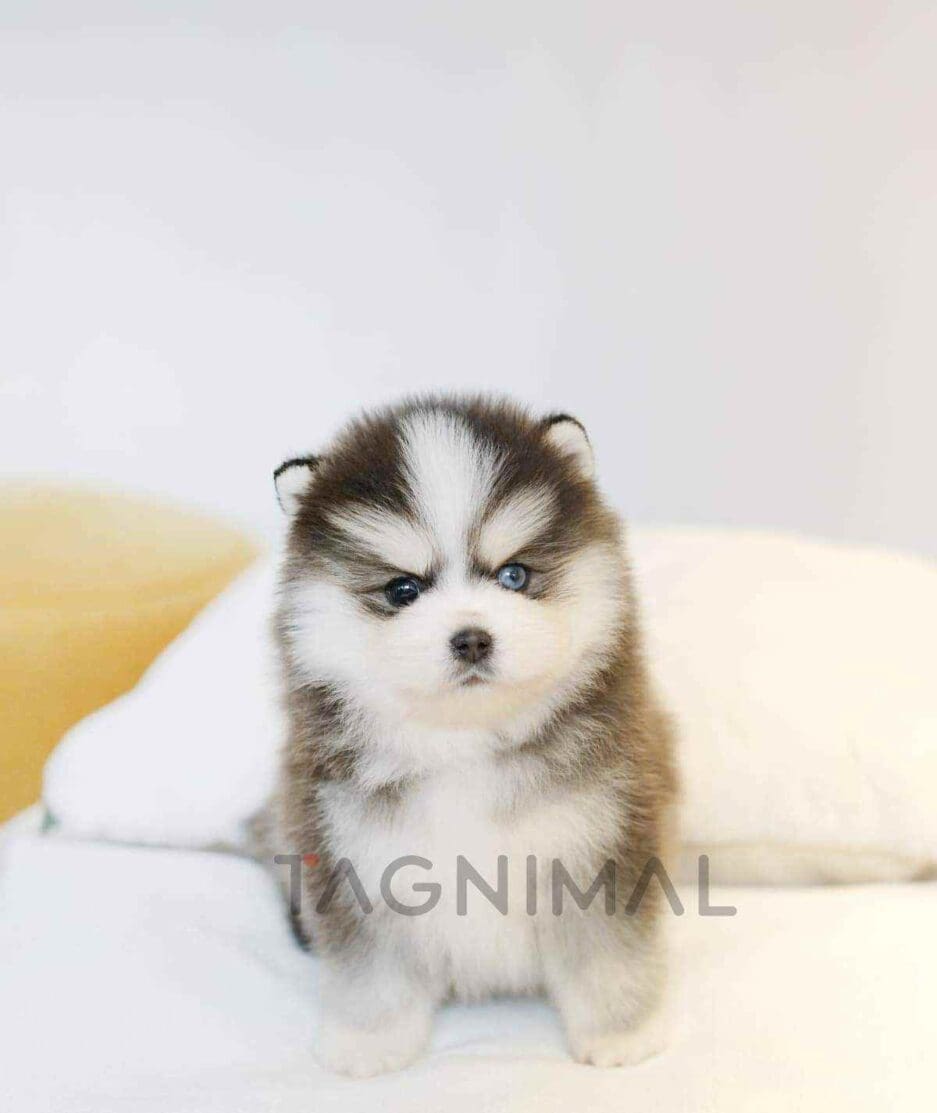 Pomsky puppy for sale, dog for sale at Tagnimal