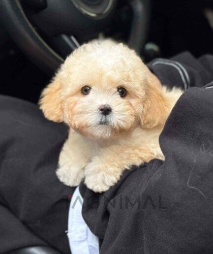 Poochon puppy for sale, dog for sale at Tagnimal