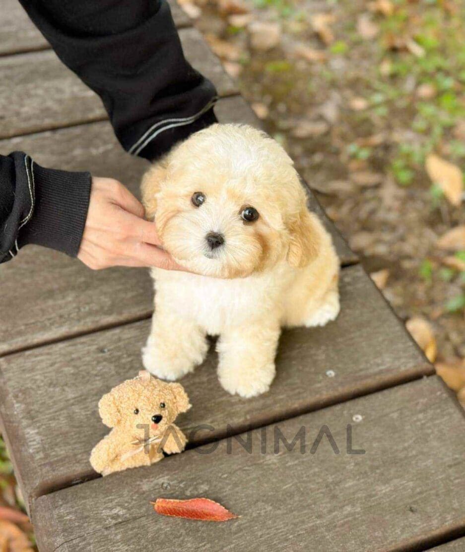 Poochon puppy for sale, dog for sale at Tagnimal