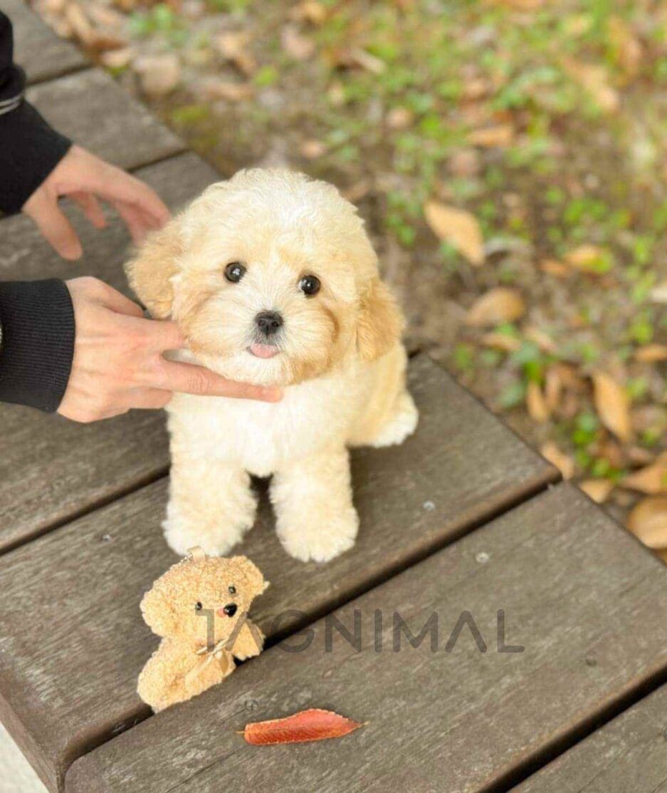 Poochon puppy for sale, dog for sale at Tagnimal