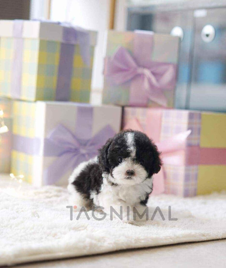 Poodle puppy for sale, dog for sale at Tagnimal