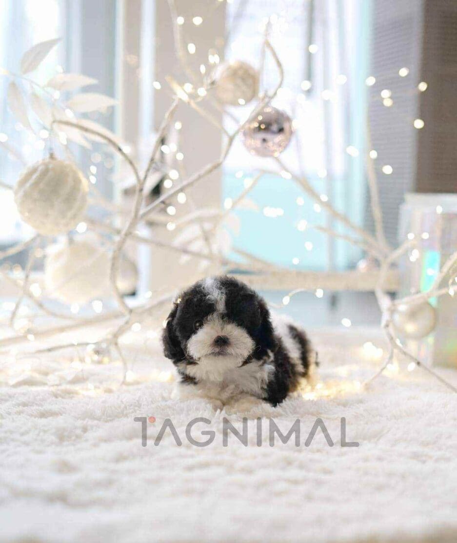 Poodle puppy for sale, dog for sale at Tagnimal