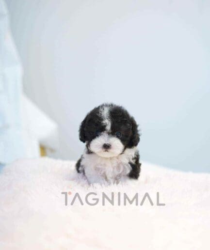 Poodle puppy for sale, dog for sale at Tagnimal