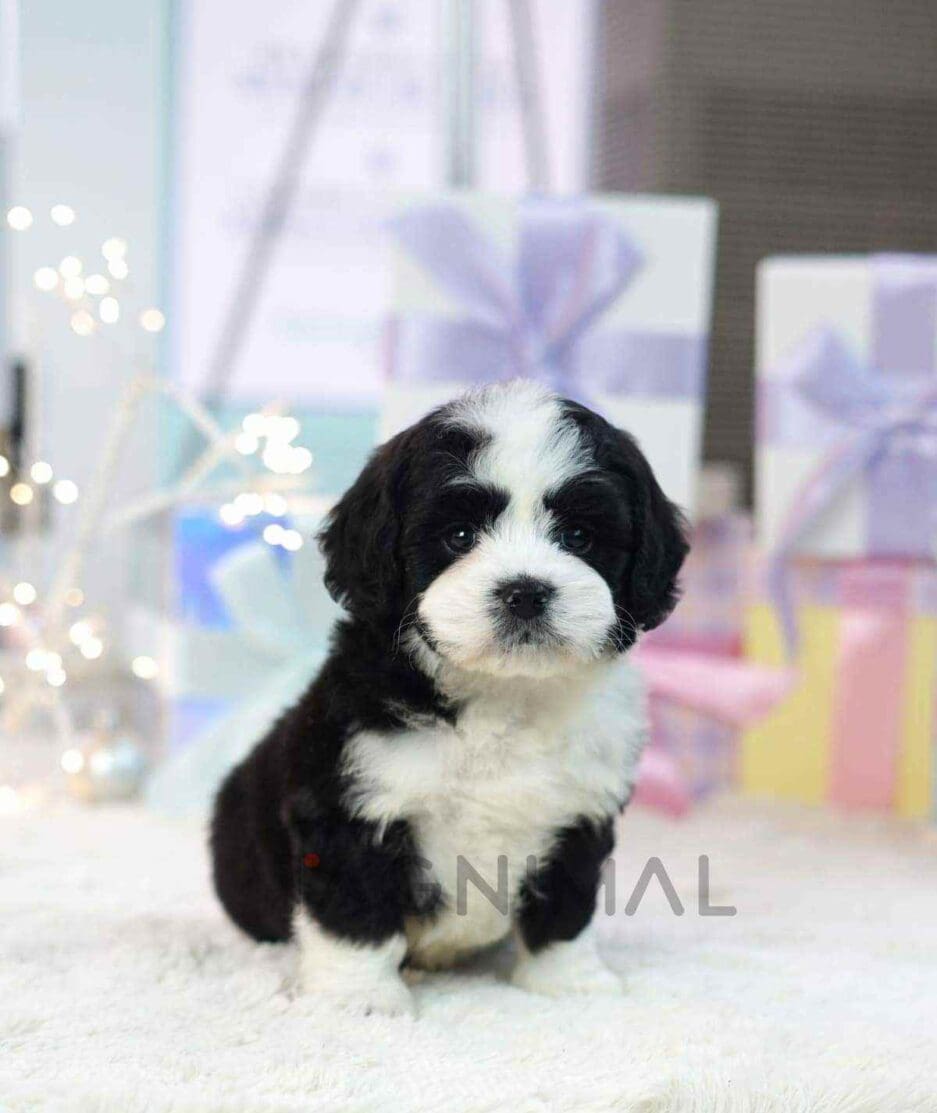 Bernedoodle puppy for sale, dog for sale at Tagnimal