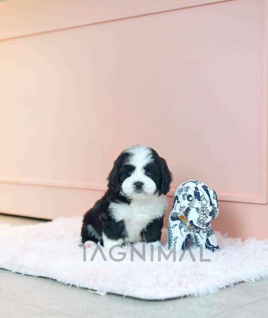 Bernedoodle puppy for sale, dog for sale at Tagnimal