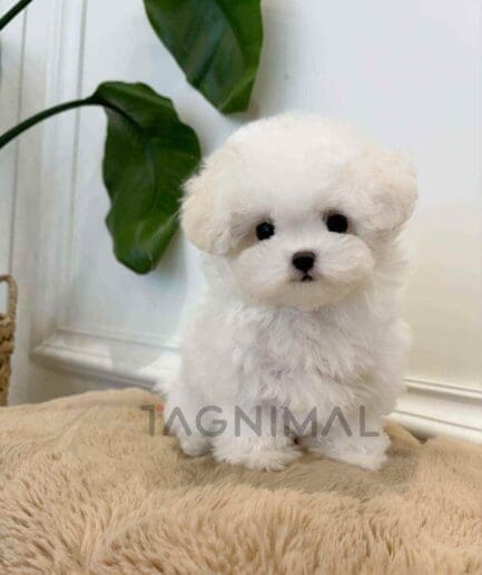 Bichon puppy for sale, dog for sale at Tagnimal