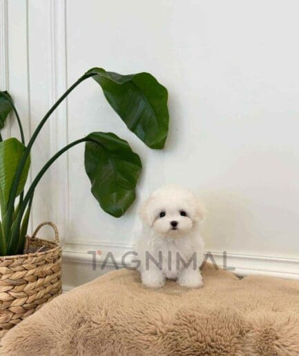 Bichon puppy for sale, dog for sale at Tagnimal