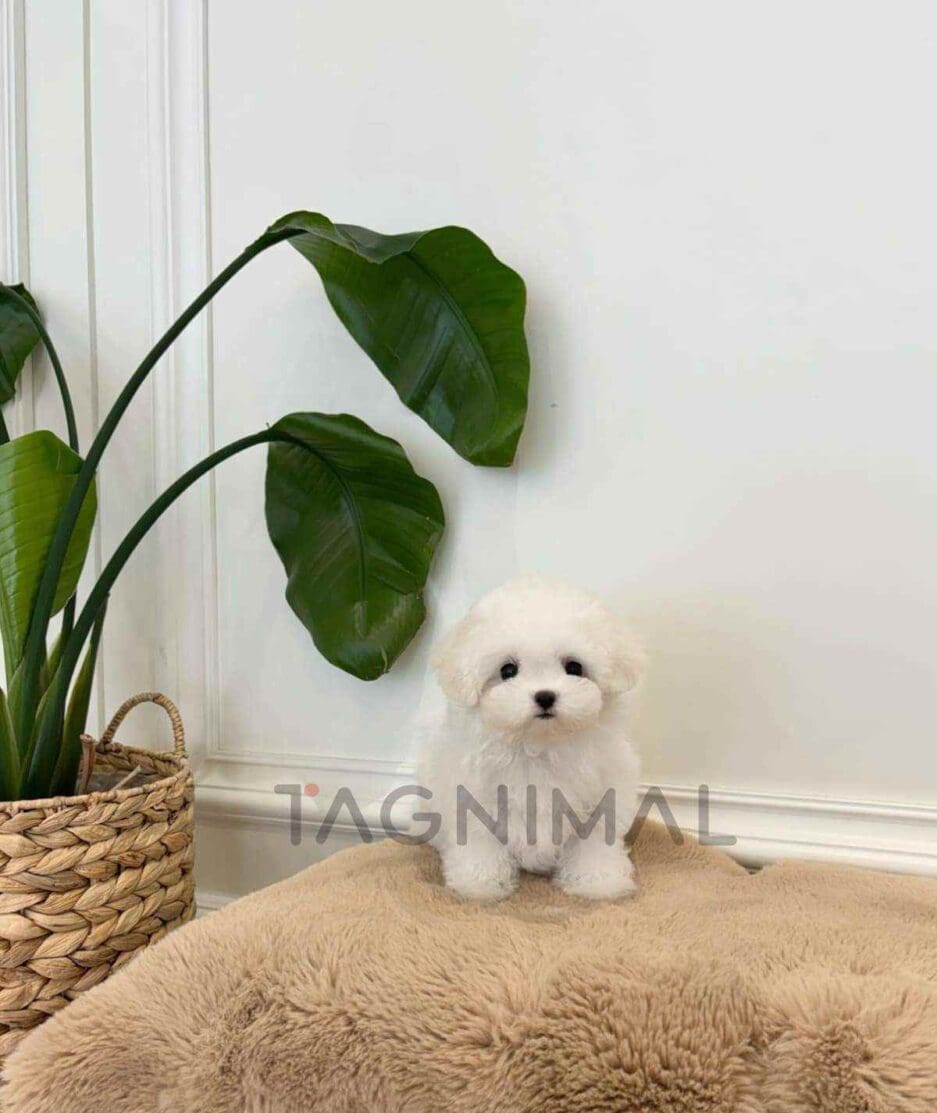 Bichon puppy for sale, dog for sale at Tagnimal