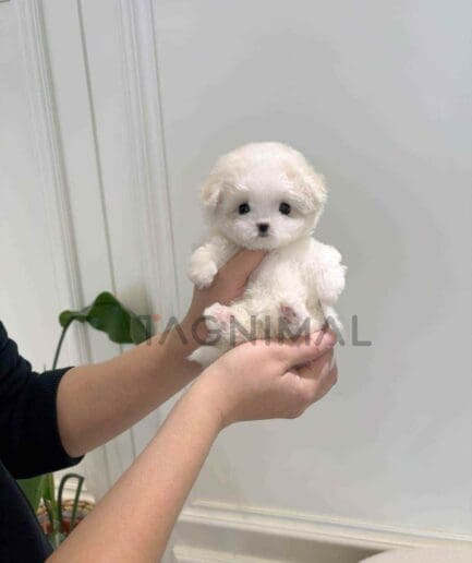 Bichon puppy for sale, dog for sale at Tagnimal