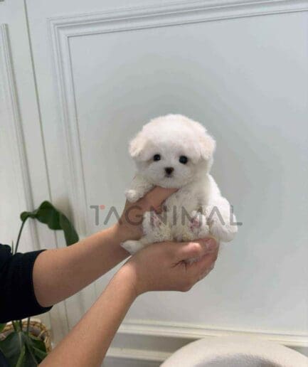 Bichon puppy for sale, dog for sale at Tagnimal