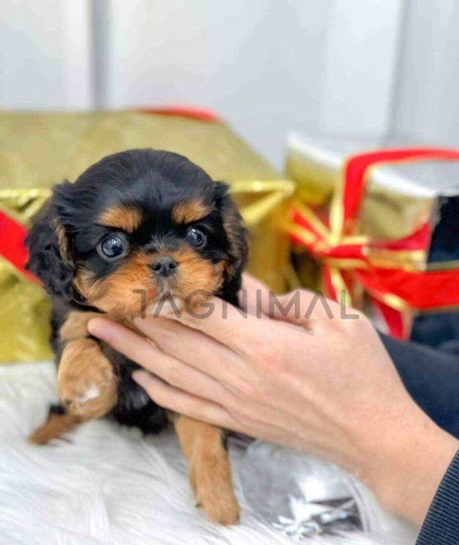 Cavalier King Charles Spaniel puppy for sale, dog for sale at Tagnimal