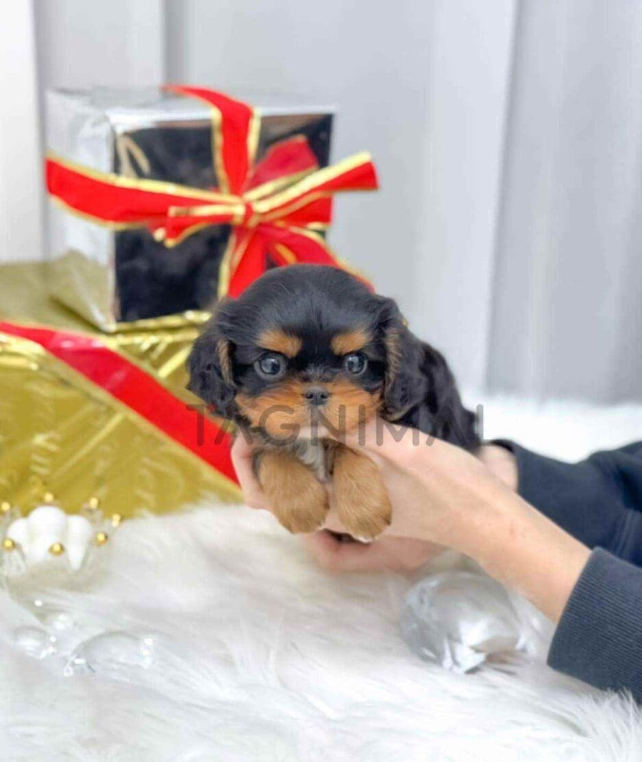 Cavalier King Charles Spaniel puppy for sale, dog for sale at Tagnimal