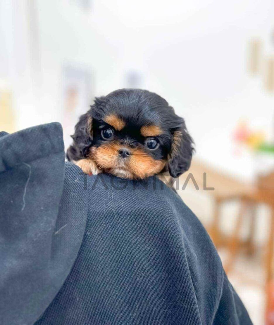 Cavalier King Charles Spaniel puppy for sale, dog for sale at Tagnimal