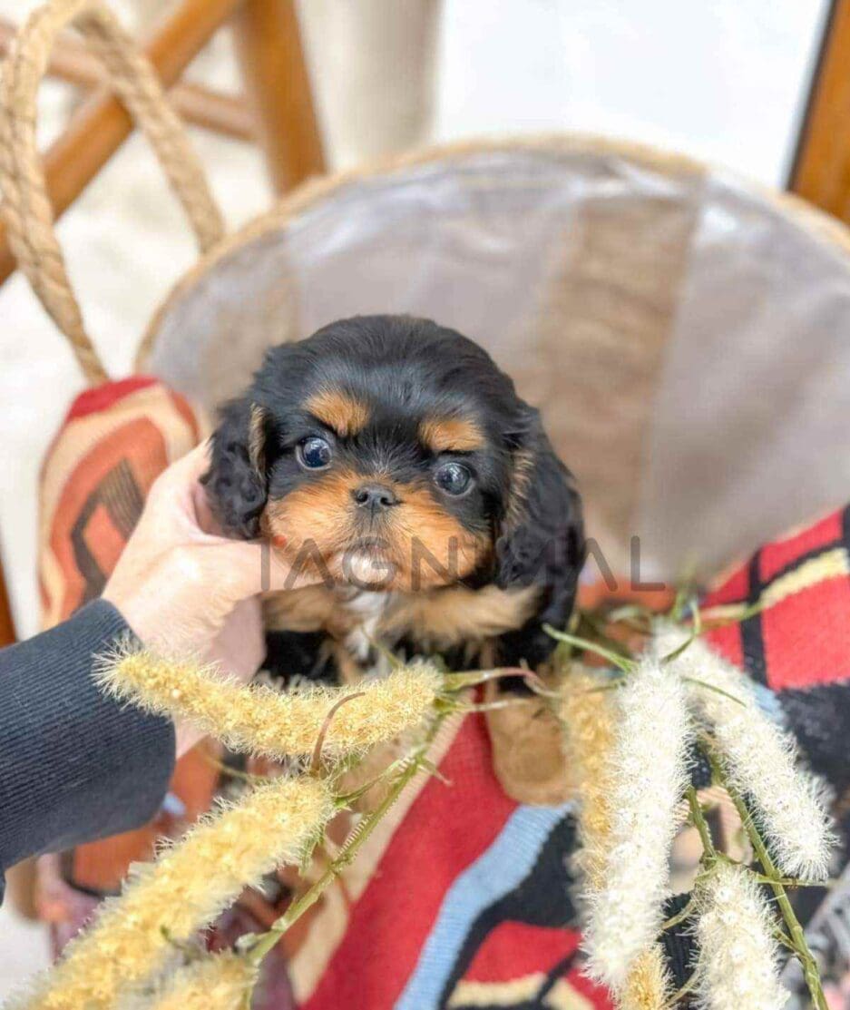 Cavalier King Charles Spaniel puppy for sale, dog for sale at Tagnimal