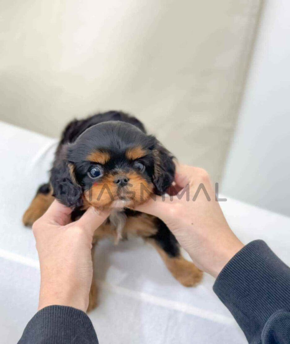 Cavalier King Charles Spaniel puppy for sale, dog for sale at Tagnimal