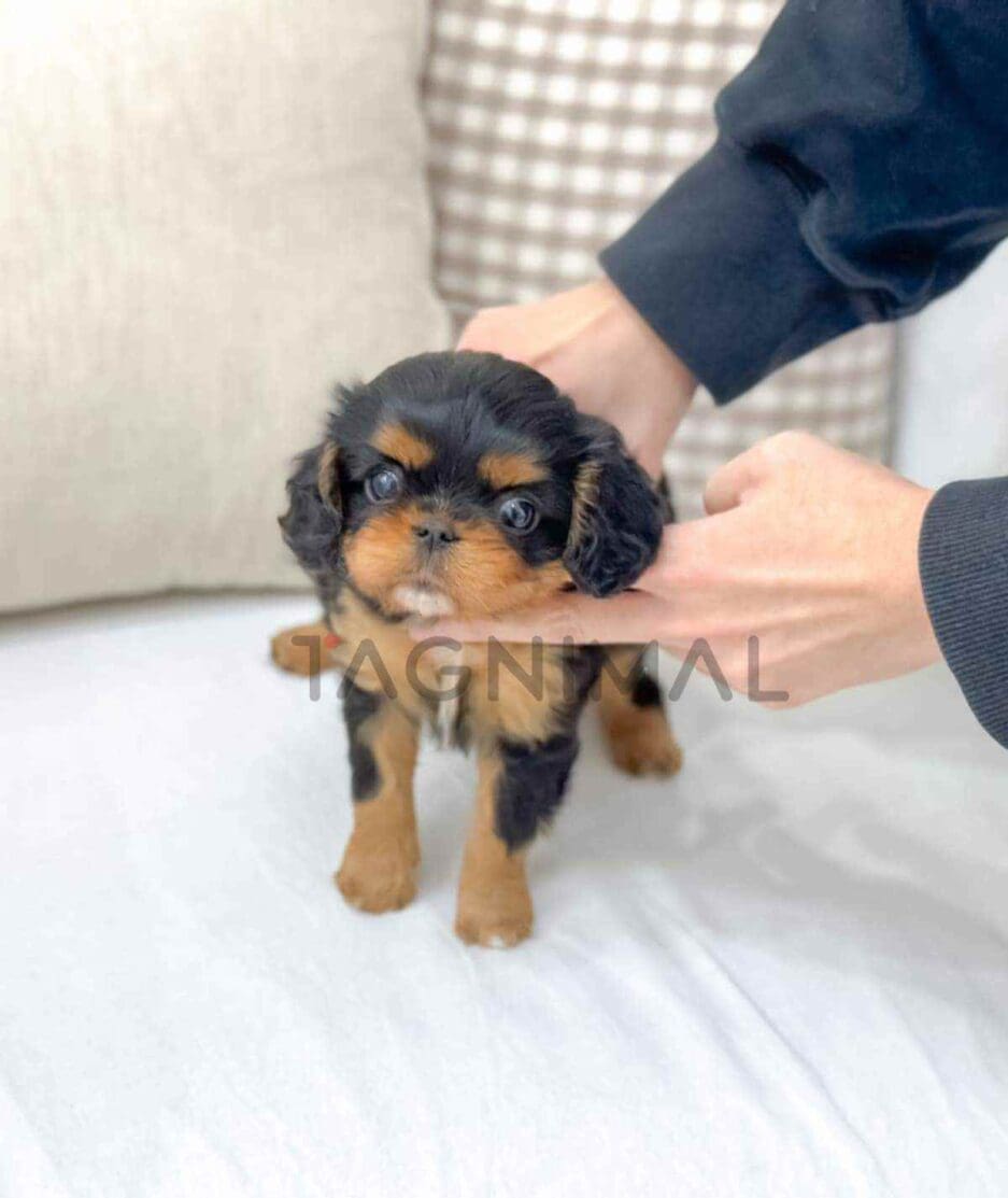 Cavalier King Charles Spaniel puppy for sale, dog for sale at Tagnimal