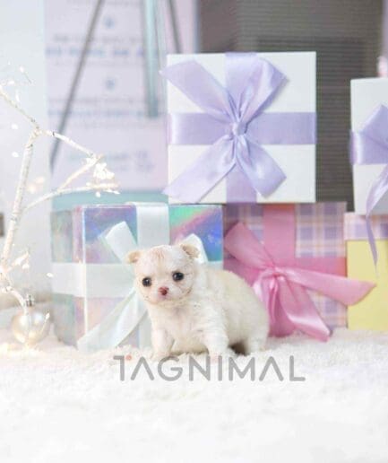 Chihuahua puppy for sale, dog for sale at Tagnimal