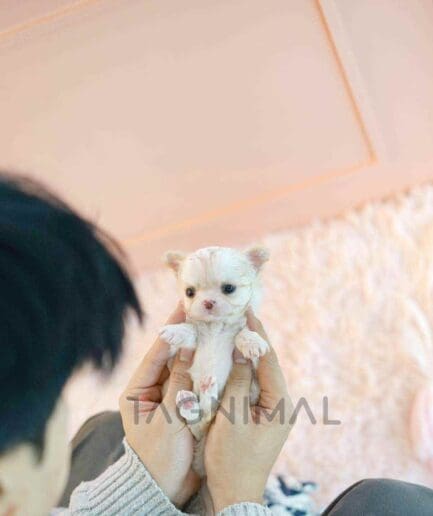 Chihuahua puppy for sale, dog for sale at Tagnimal