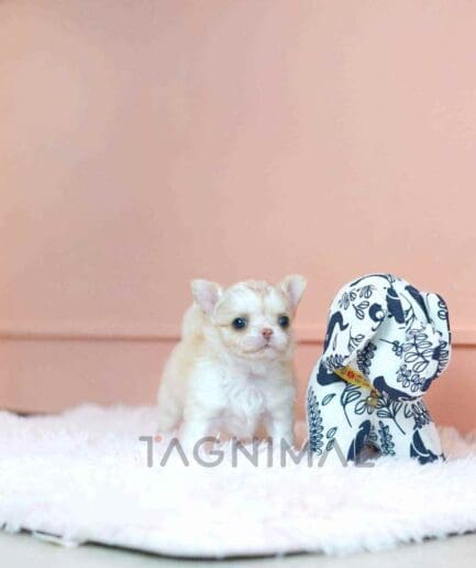 Chihuahua puppy for sale, dog for sale at Tagnimal