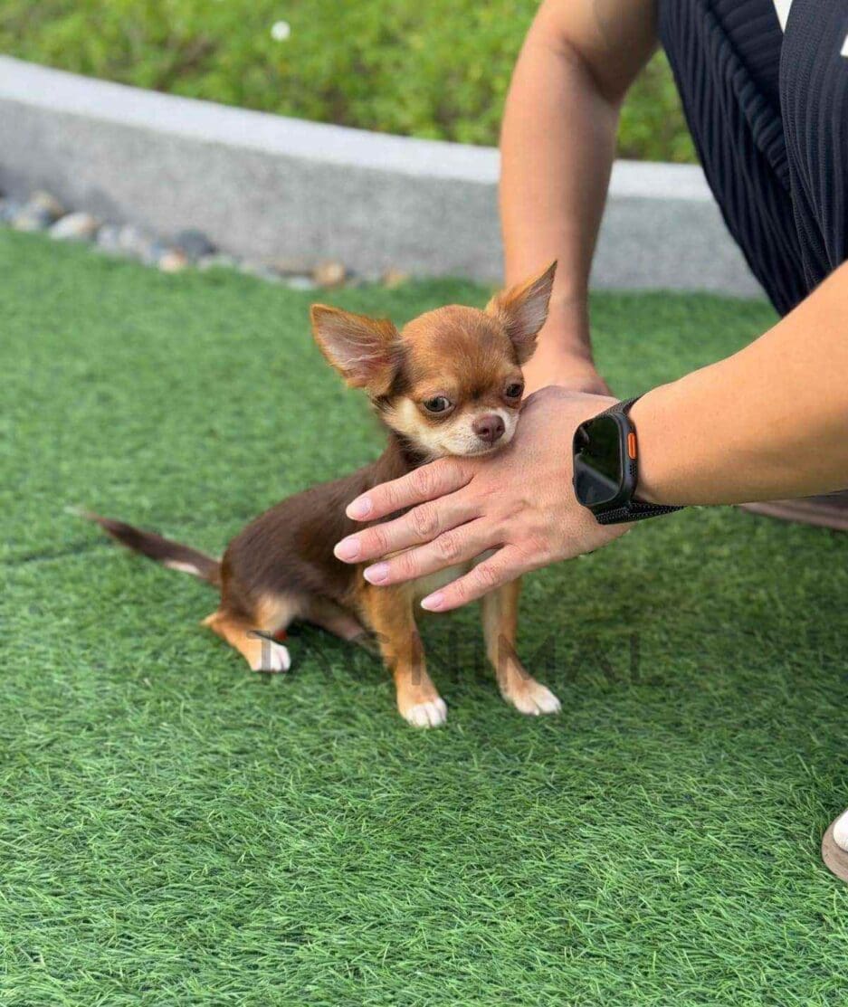 Chihuahua puppy for sale, dog for sale at Tagnimal