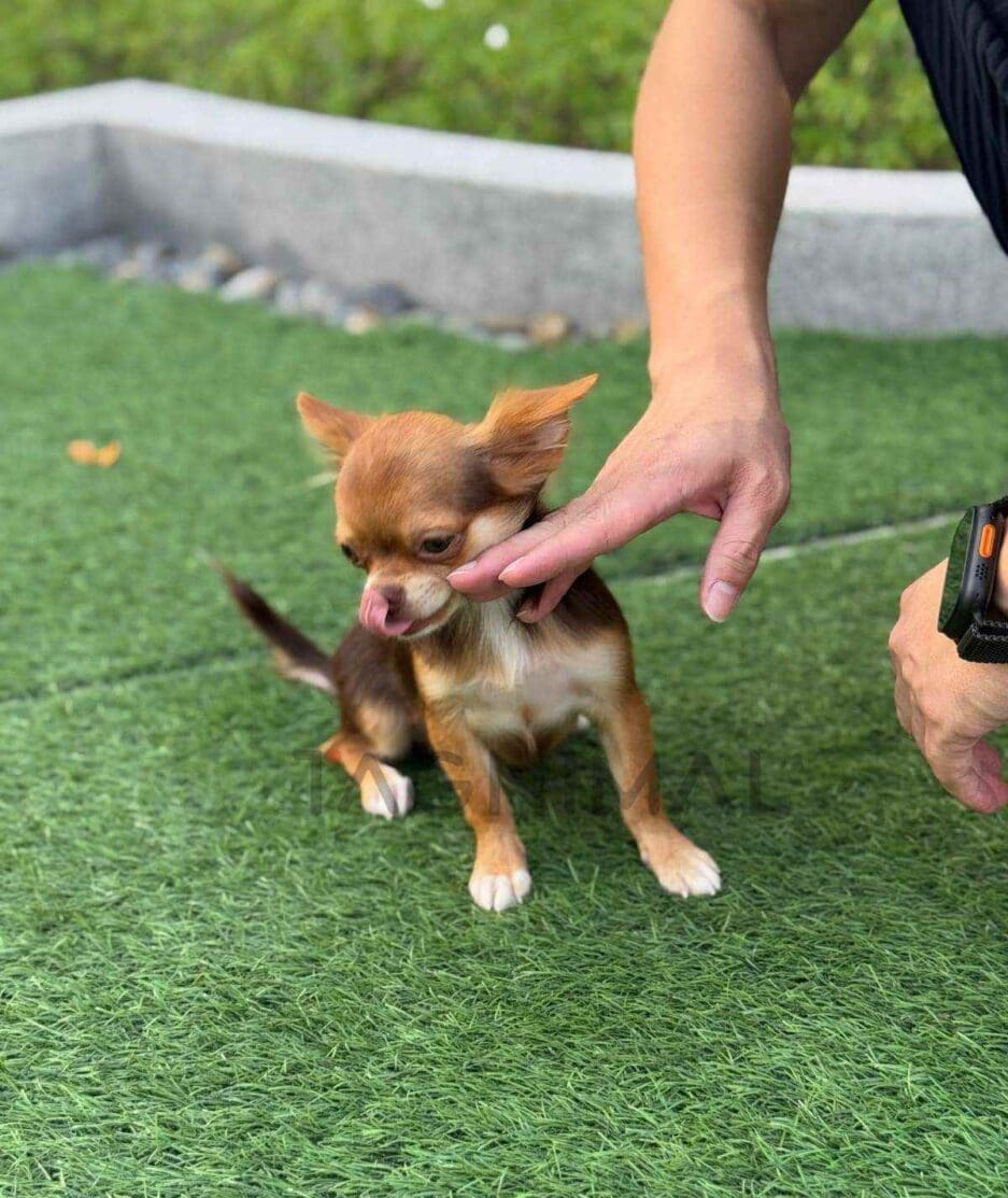 Chihuahua puppy for sale, dog for sale at Tagnimal