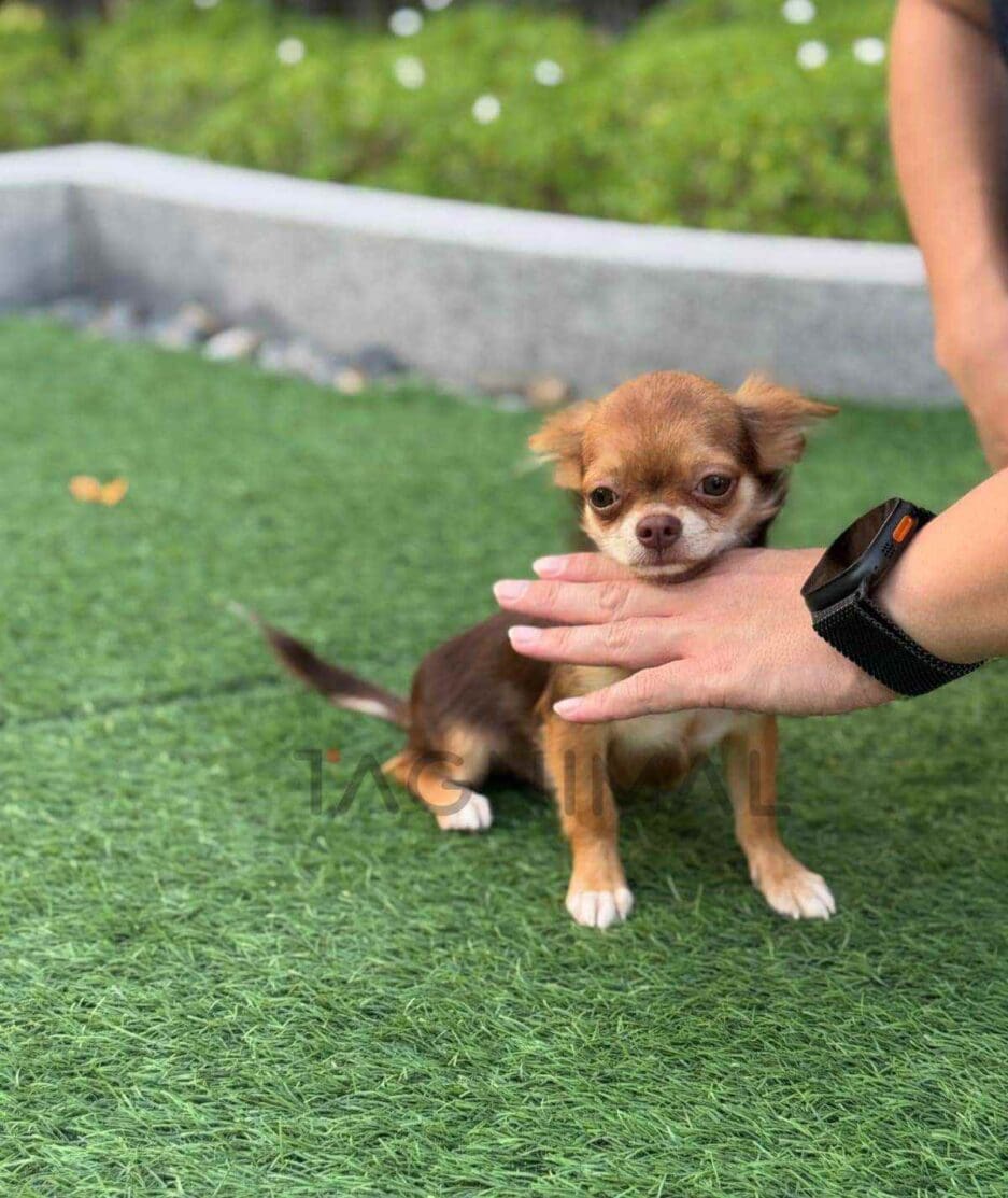 Chihuahua puppy for sale, dog for sale at Tagnimal