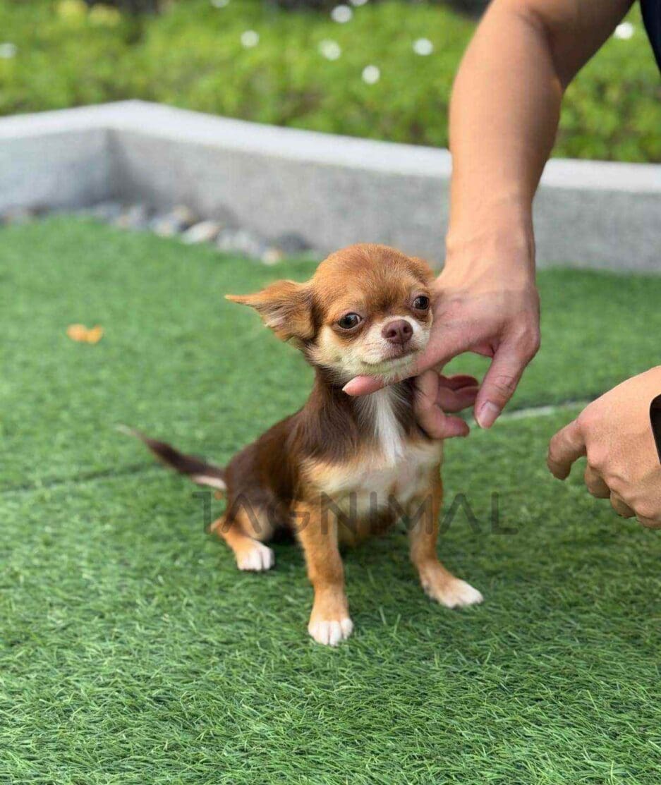 Chihuahua puppy for sale, dog for sale at Tagnimal