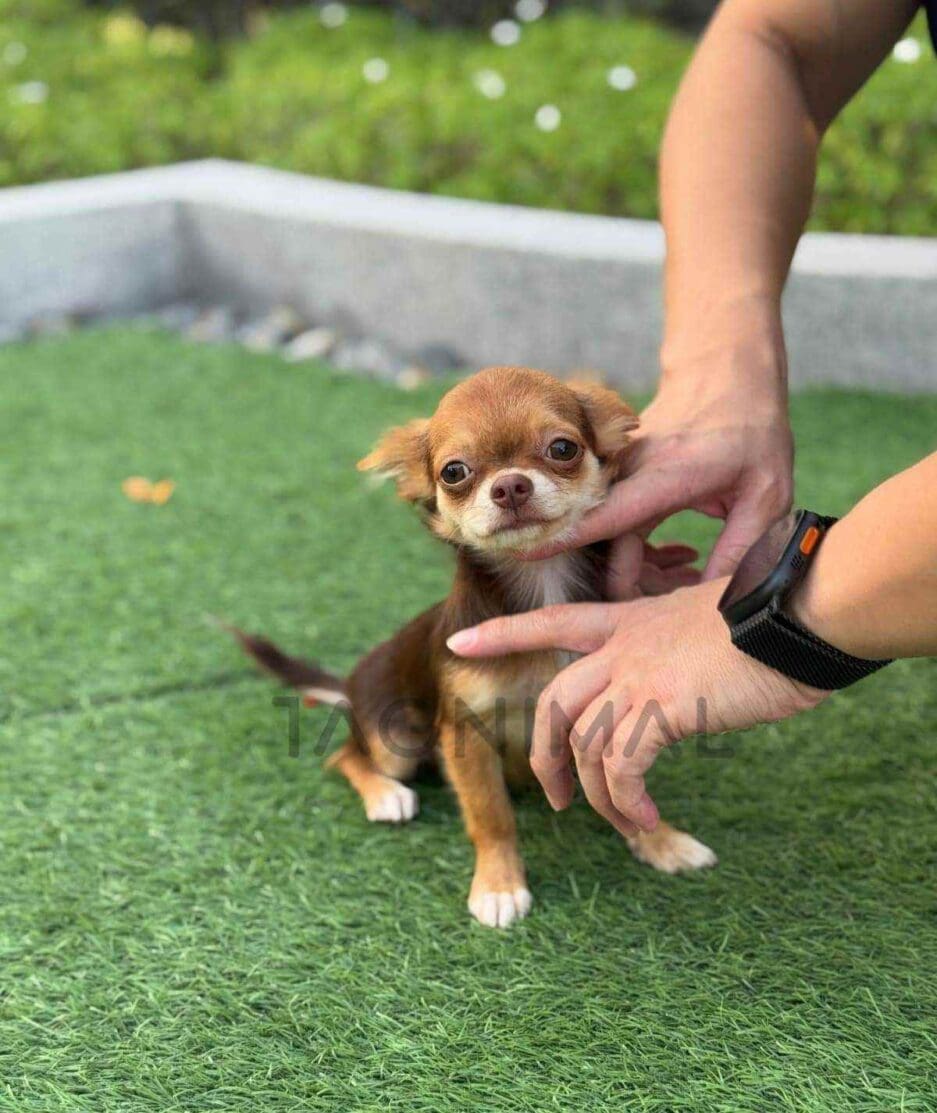 Chihuahua puppy for sale, dog for sale at Tagnimal