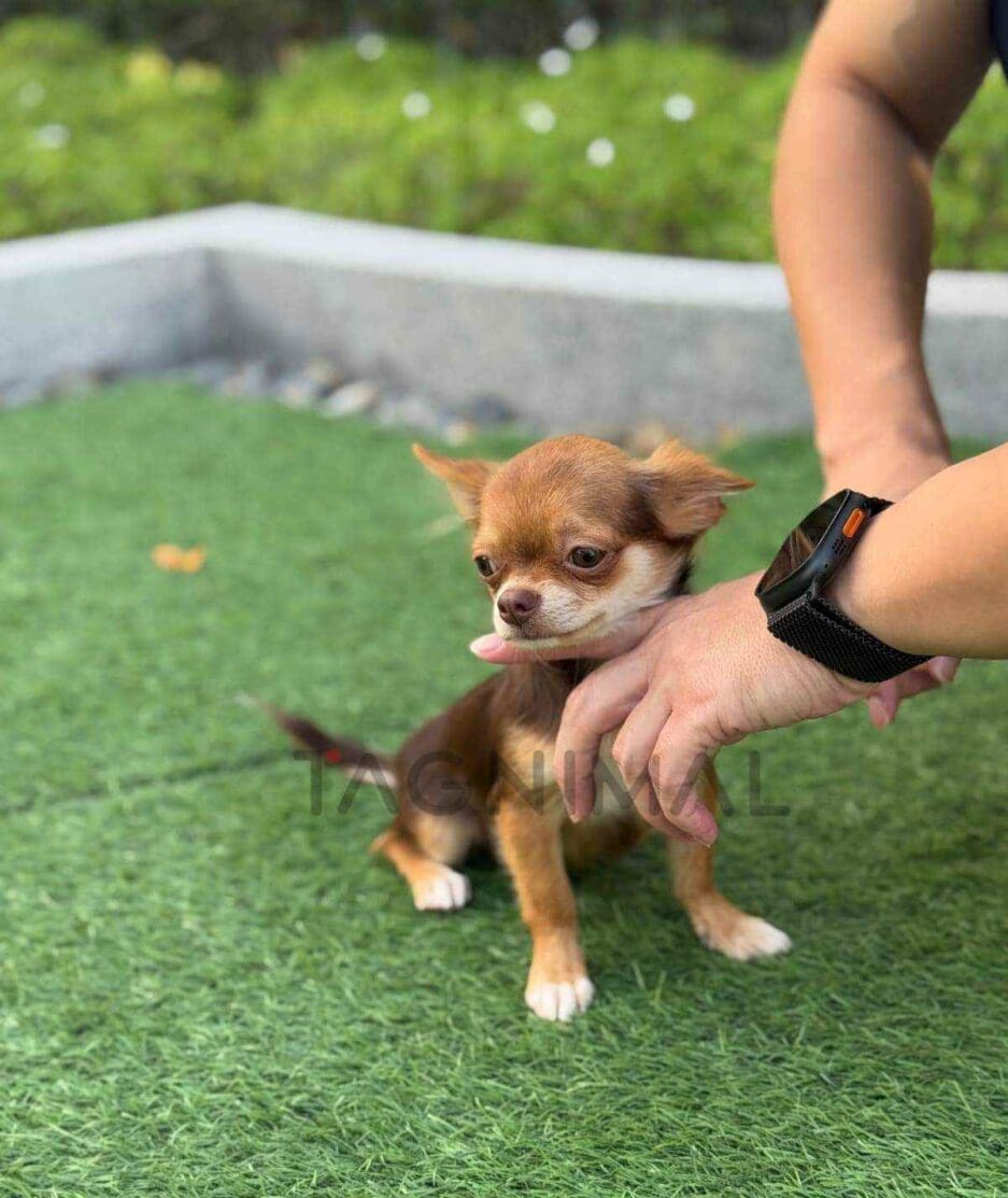 Chihuahua puppy for sale, dog for sale at Tagnimal