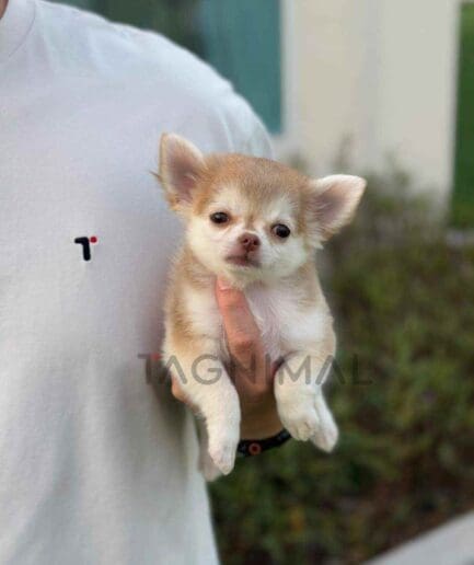 Chihuahua puppy for sale, dog for sale at Tagnimal