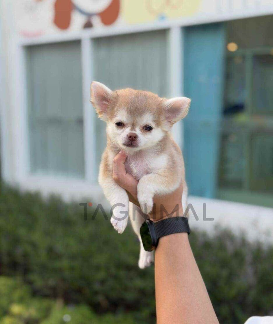 Chihuahua puppy for sale, dog for sale at Tagnimal