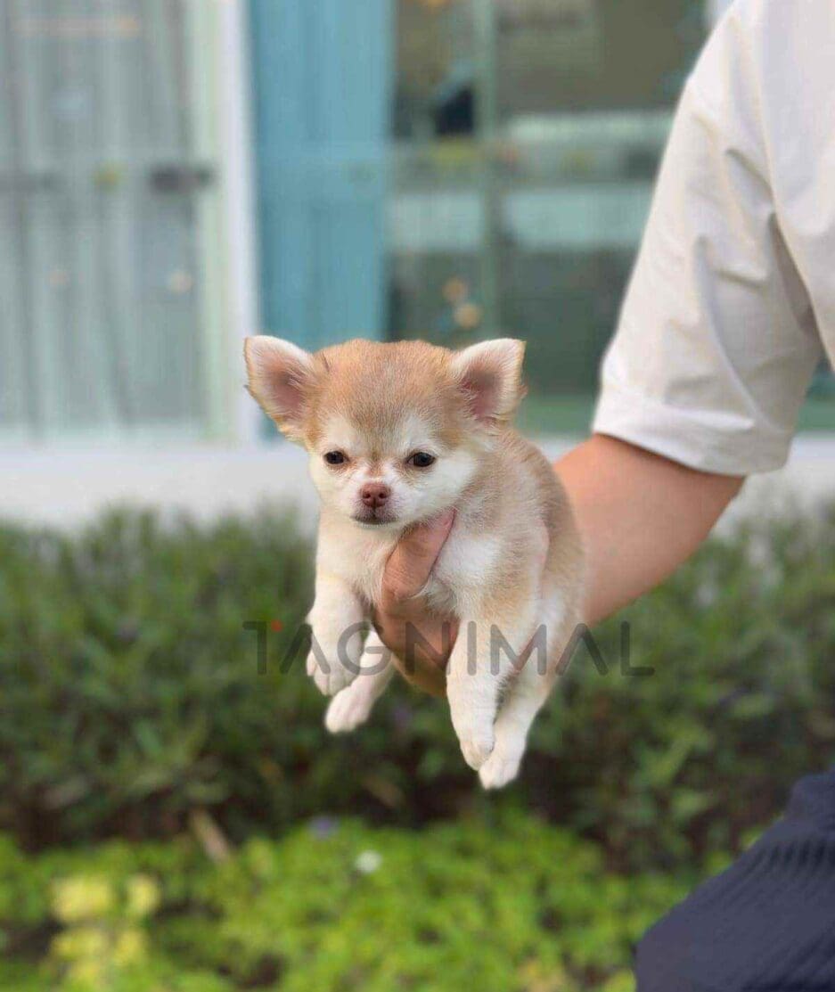 Chihuahua puppy for sale, dog for sale at Tagnimal