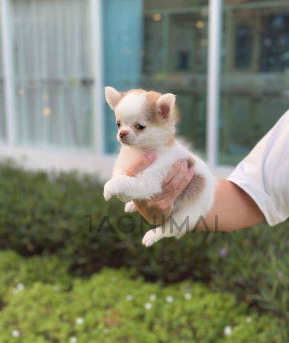 Chihuahua puppy for sale, dog for sale at Tagnimal