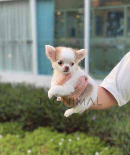 Chihuahua puppy for sale, dog for sale at Tagnimal