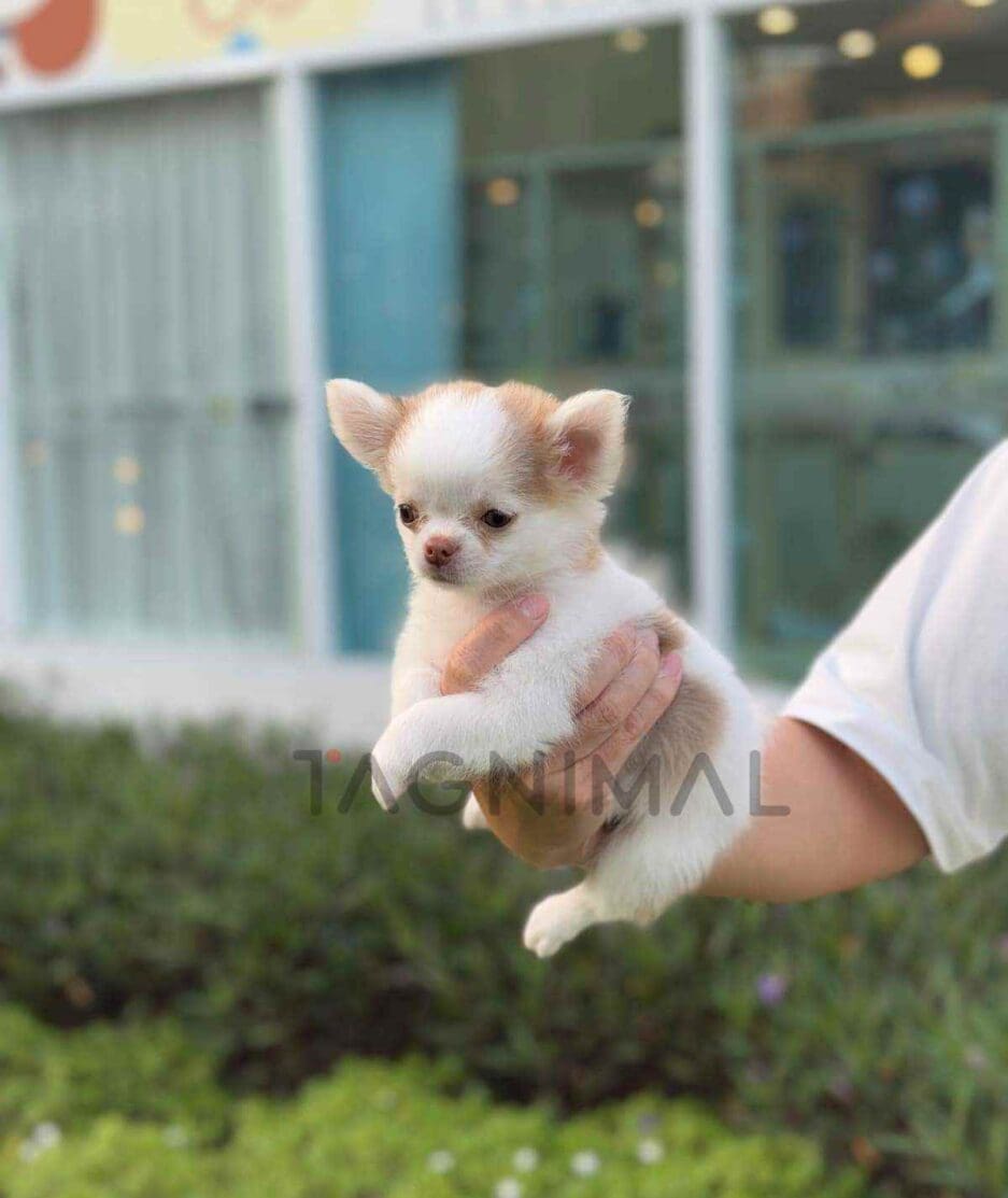 Chihuahua puppy for sale, dog for sale at Tagnimal