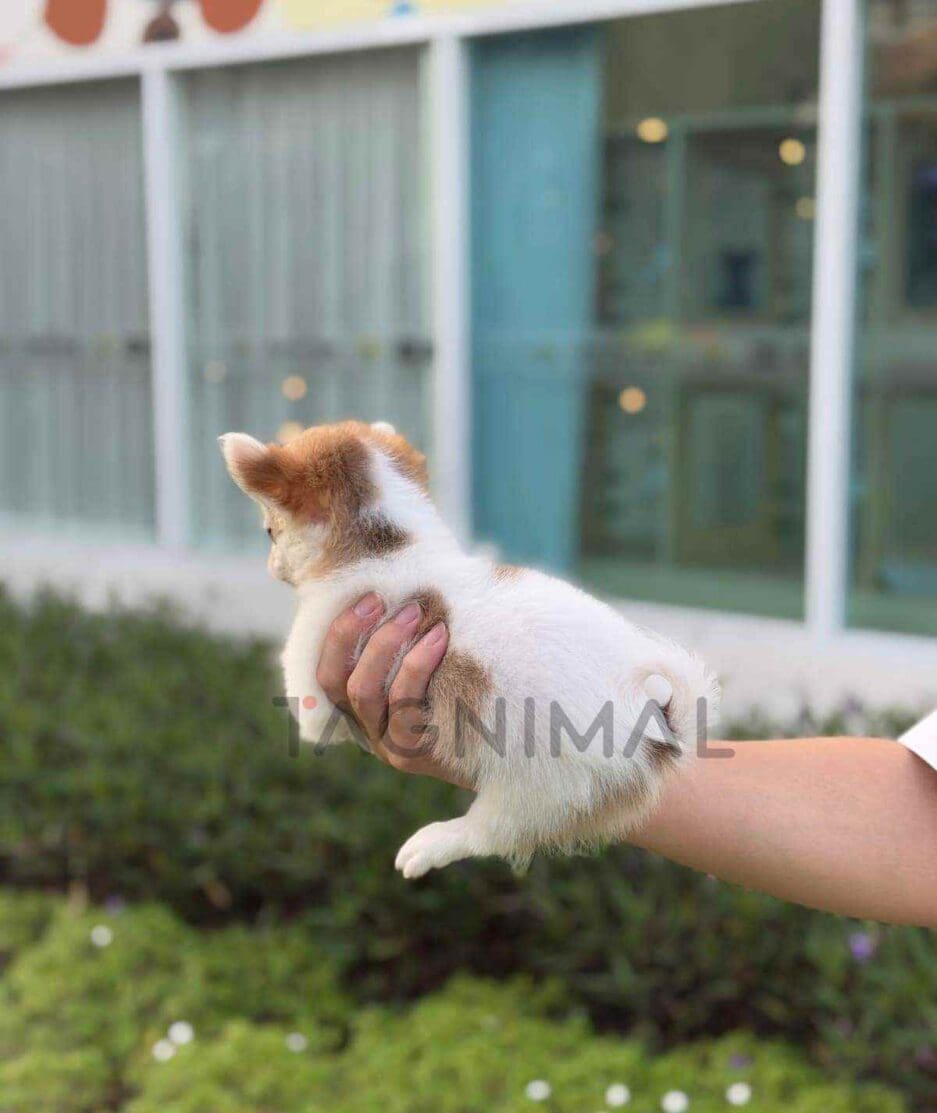 Chihuahua puppy for sale, dog for sale at Tagnimal