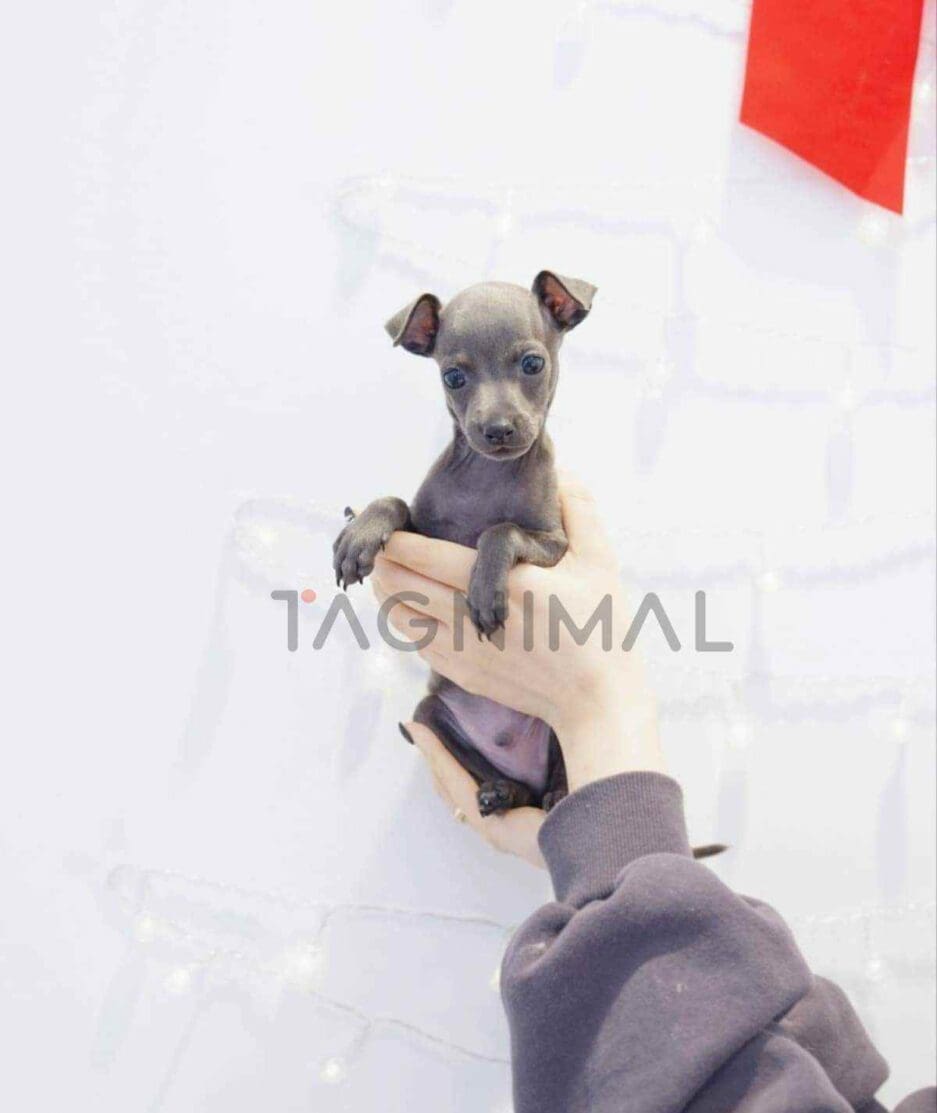 Italian Greyhound puppy for sale, dog for sale at Tagnimal