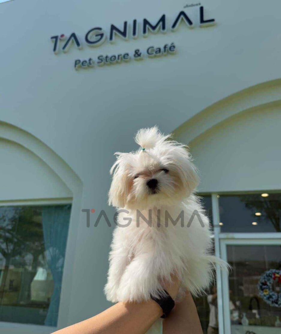 Maltese puppy for sale, dog for sale at Tagnimal