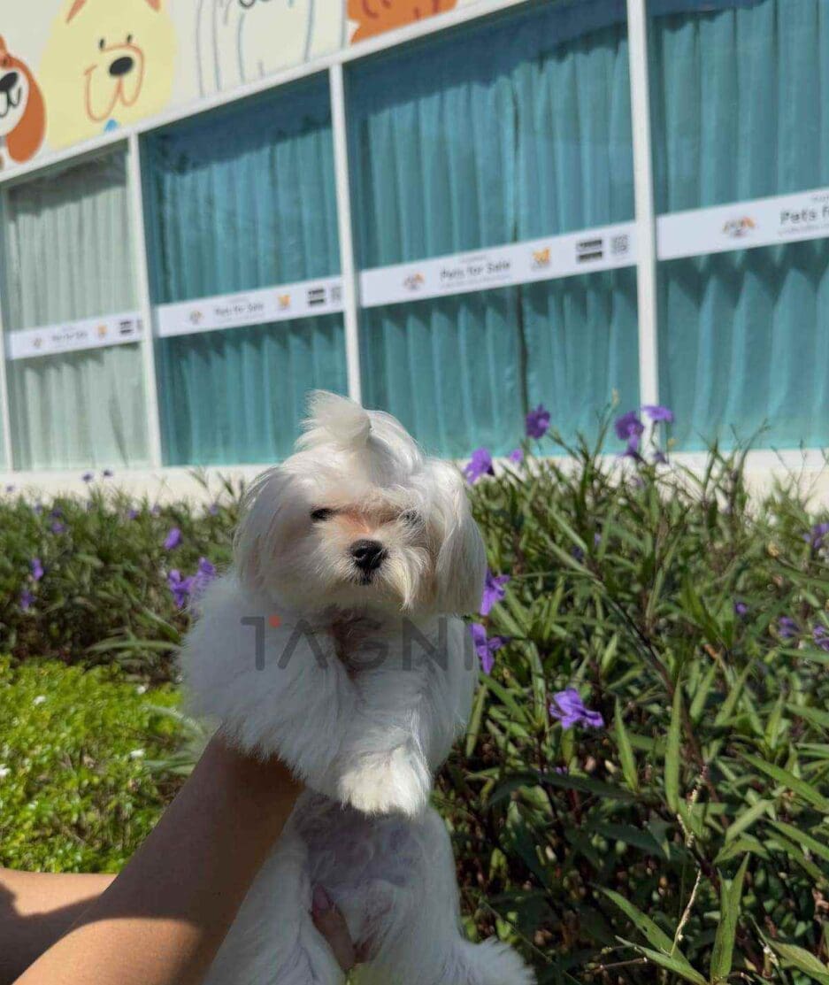 Maltese puppy for sale, dog for sale at Tagnimal