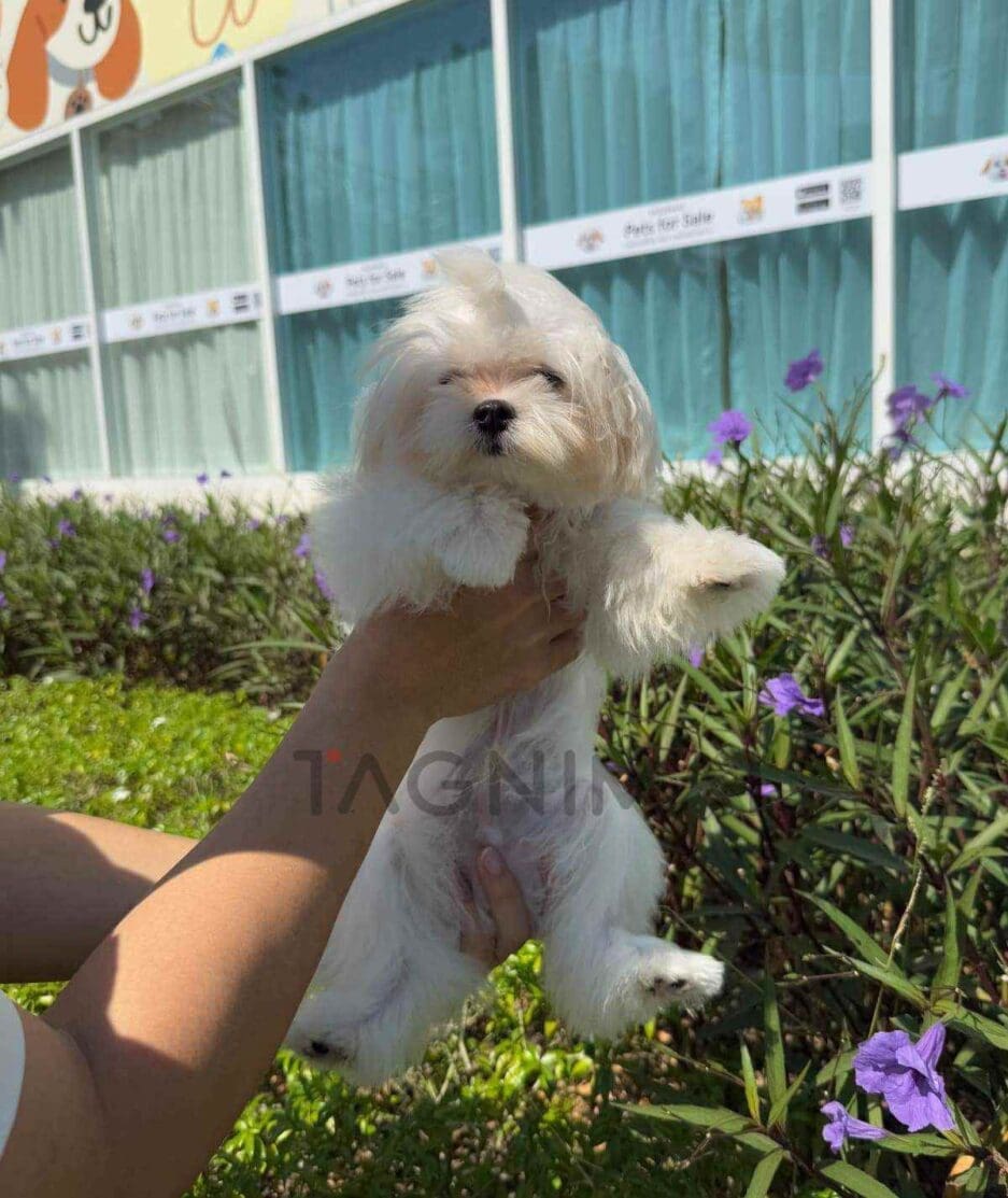 Maltese puppy for sale, dog for sale at Tagnimal