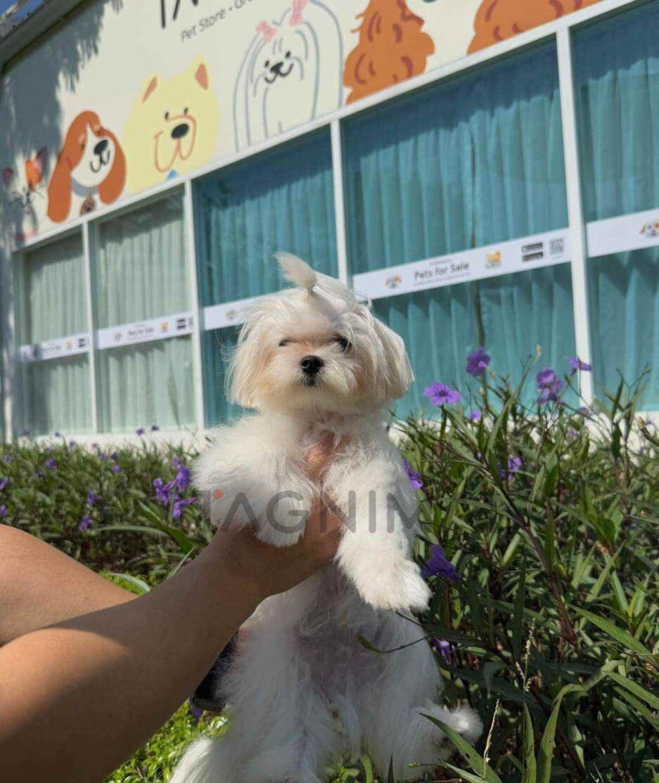 Maltese puppy for sale, dog for sale at Tagnimal