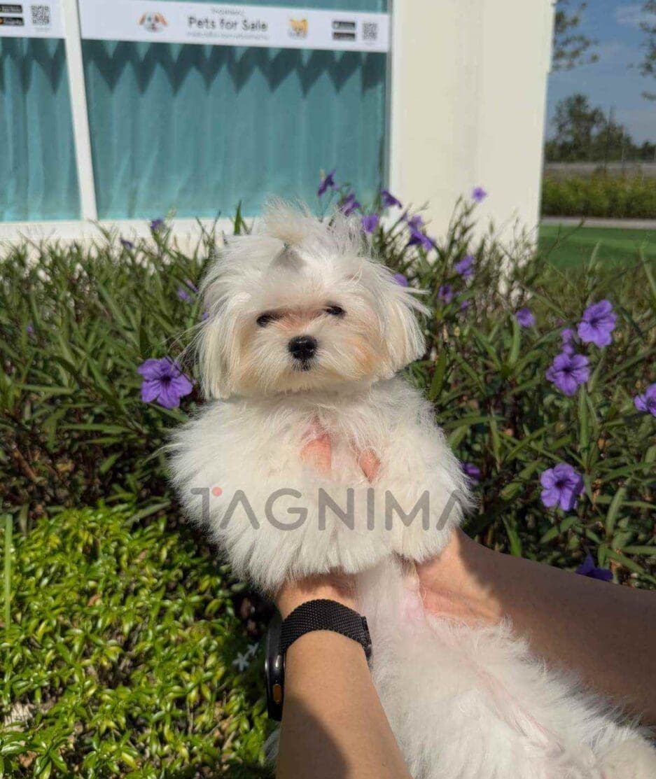 Maltese puppy for sale, dog for sale at Tagnimal