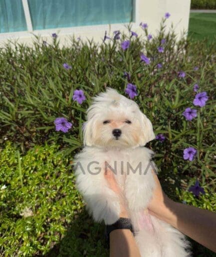 Maltese puppy for sale, dog for sale at Tagnimal