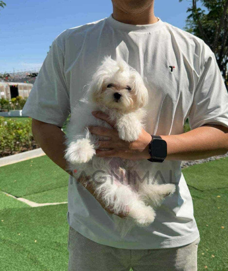 Maltese puppy for sale, dog for sale at Tagnimal