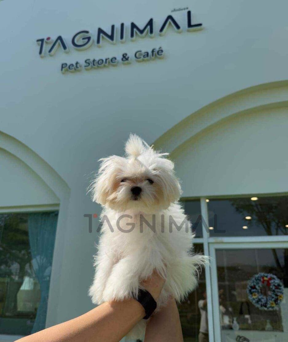 Maltese puppy for sale, dog for sale at Tagnimal